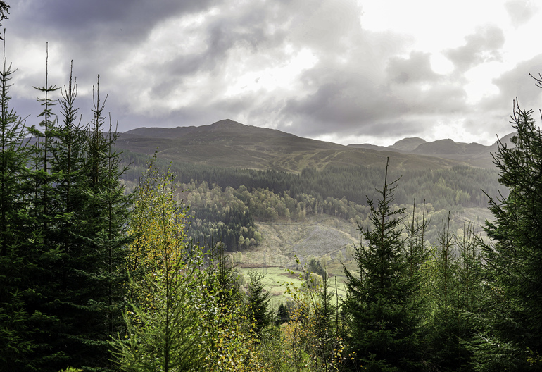 A forest with a forested hillside behind