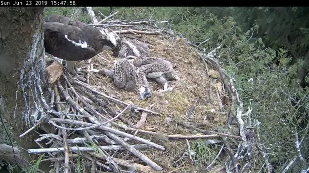 Adult osprey looks down on three baby osprey