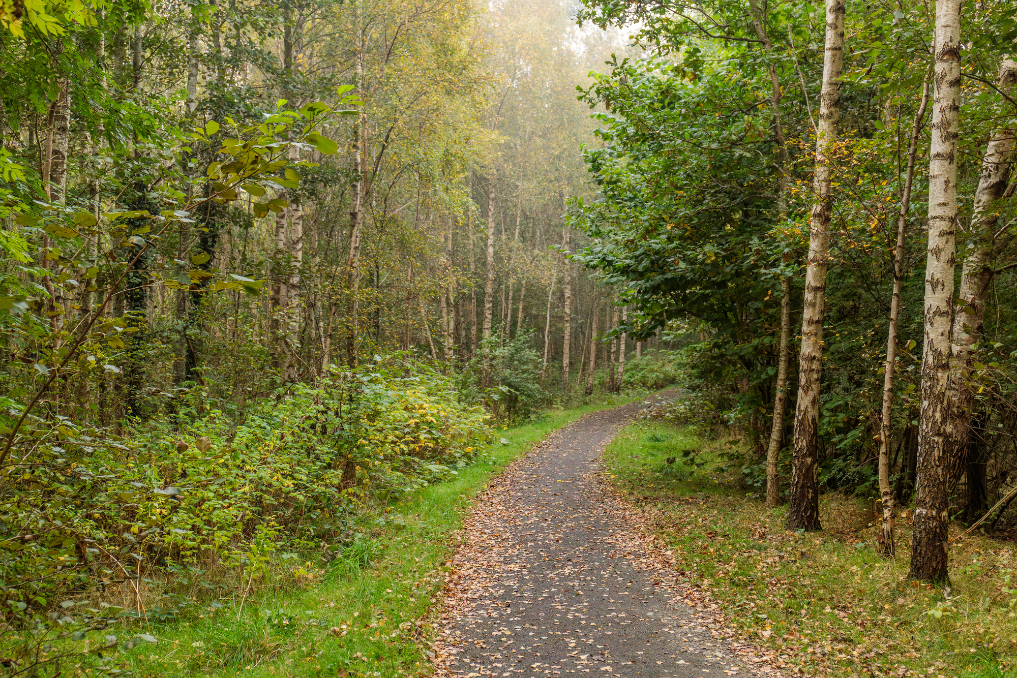  Path through young woodland.