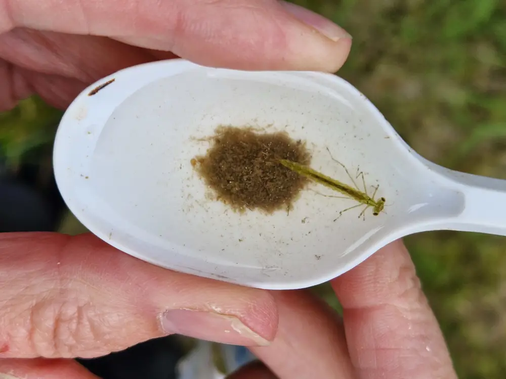 a white plastic spoon with a mayfly