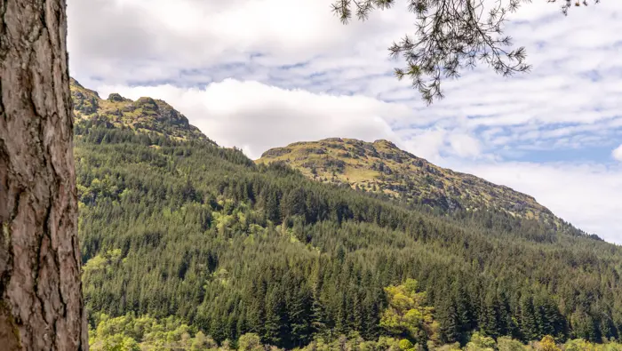 Forested hills above a loch