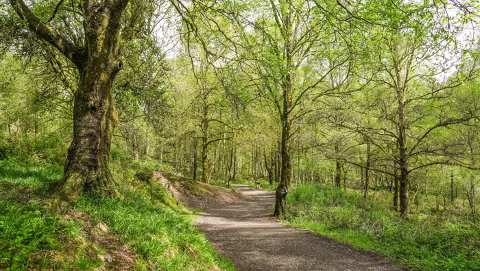 Wide accessible path through a woodland.