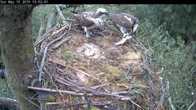 Two ospreys - one with a fish - in a nest