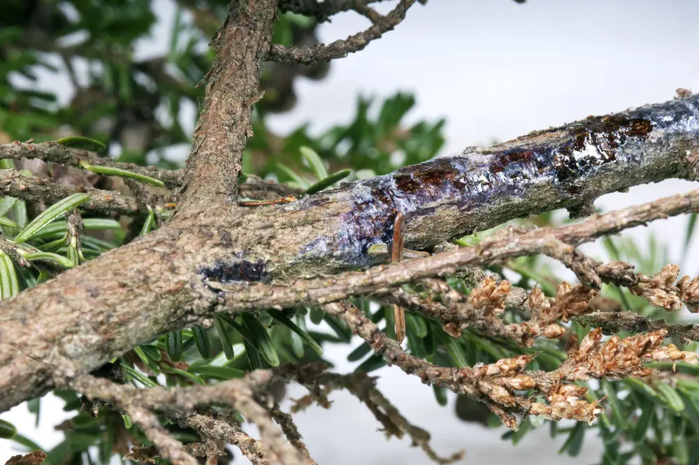 A tree with damaged area caused by disease