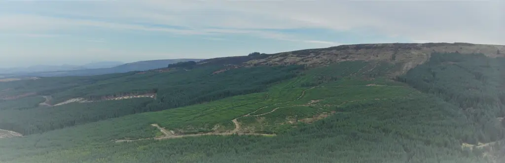 Forested hillside with predominantly conifer trees of different ages.