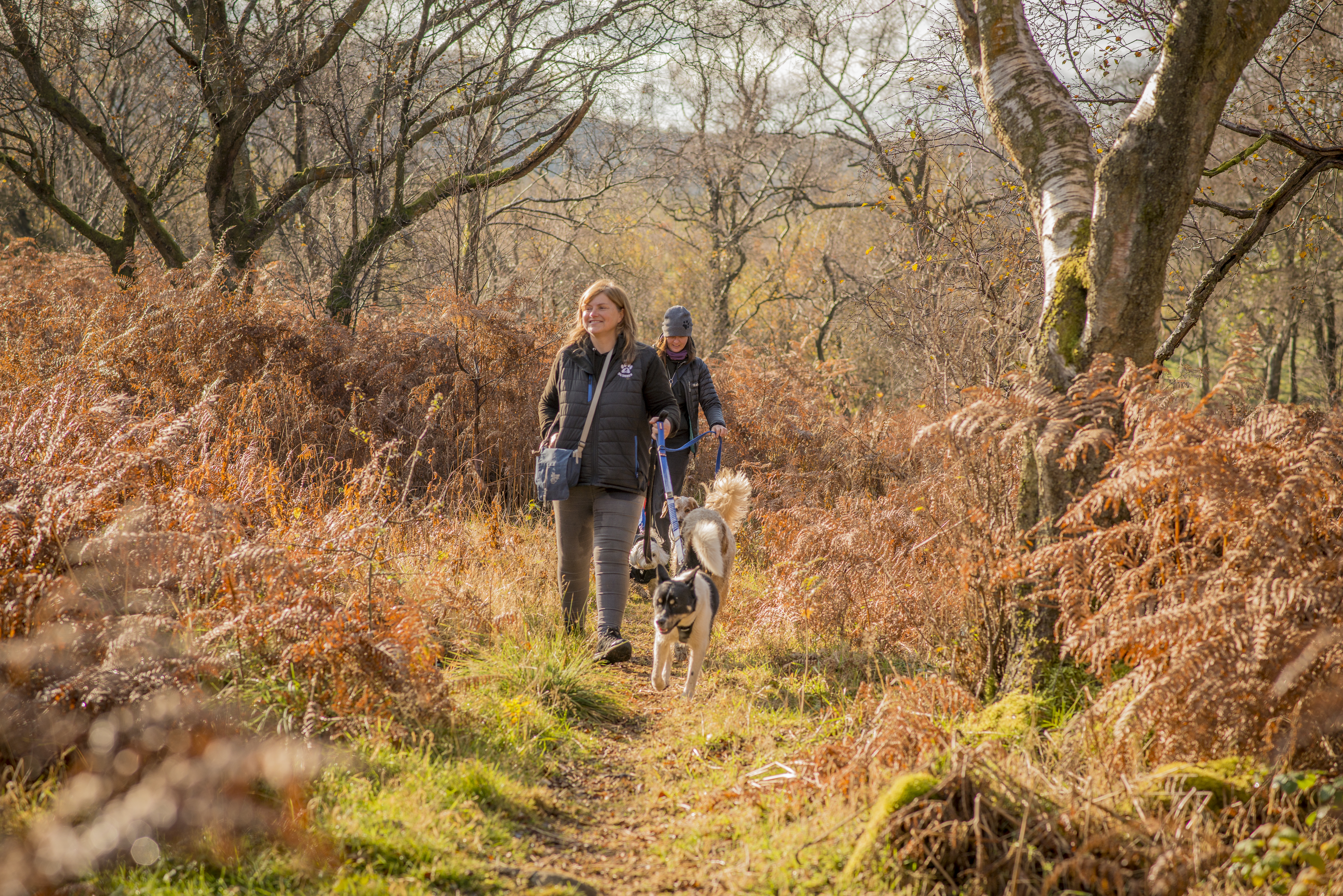 Two people walking dogs along a path during the autumn.