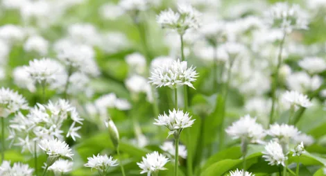 Drooping conifer branch