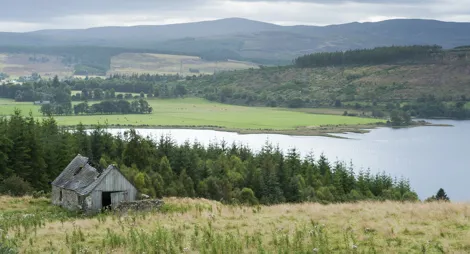 Drooping conifer branch