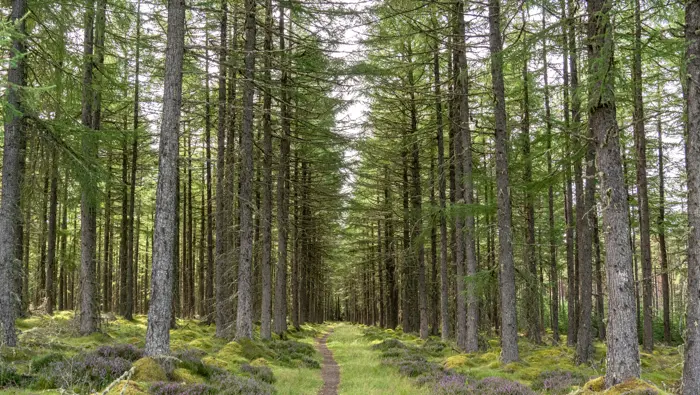 Path through some tall larch trees.