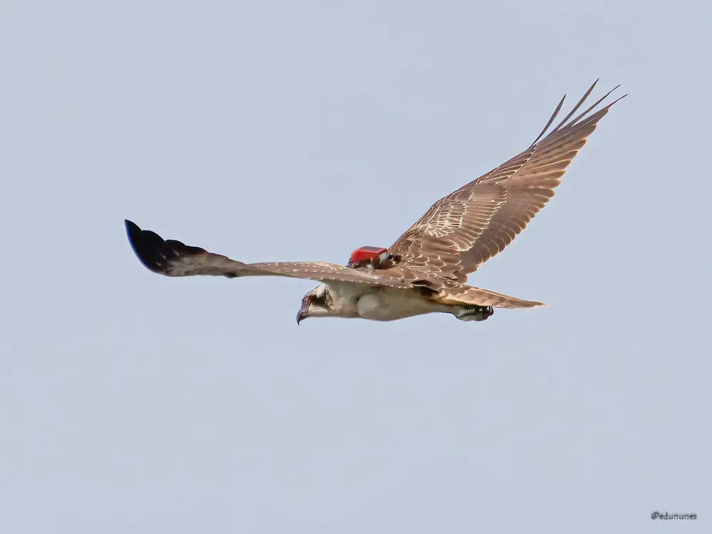 Osprey in flight