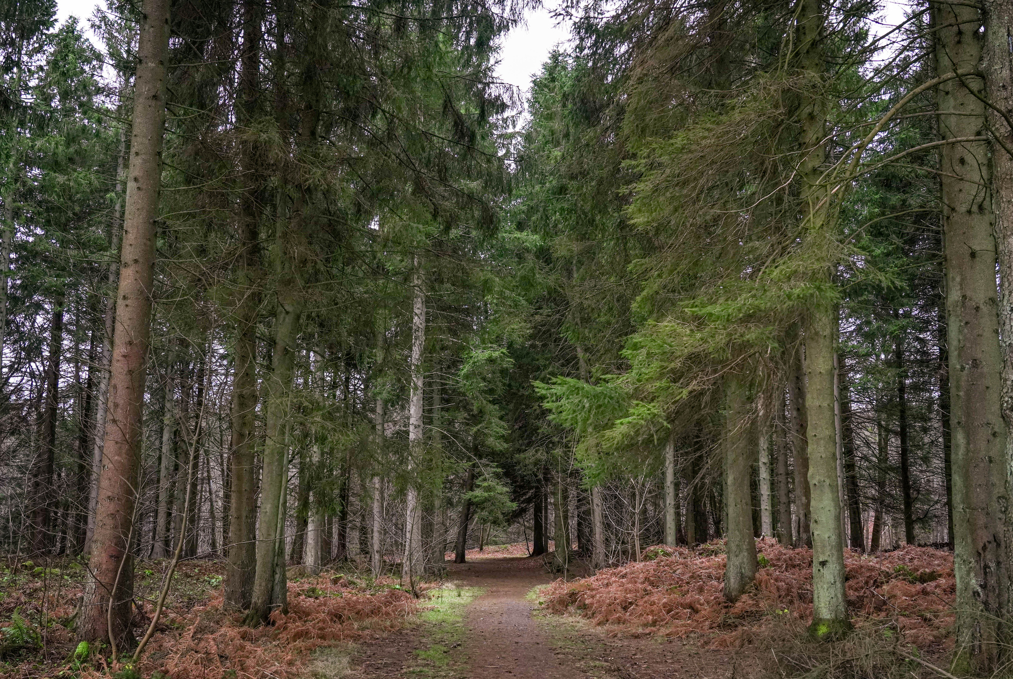 A path through a conifer forest in winter