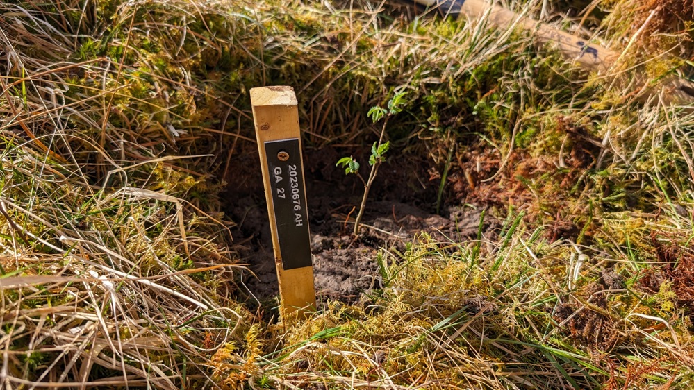 One of the new planted elm trees next to a stake with numbers and letters on it.