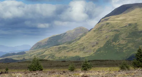 Drooping conifer branch