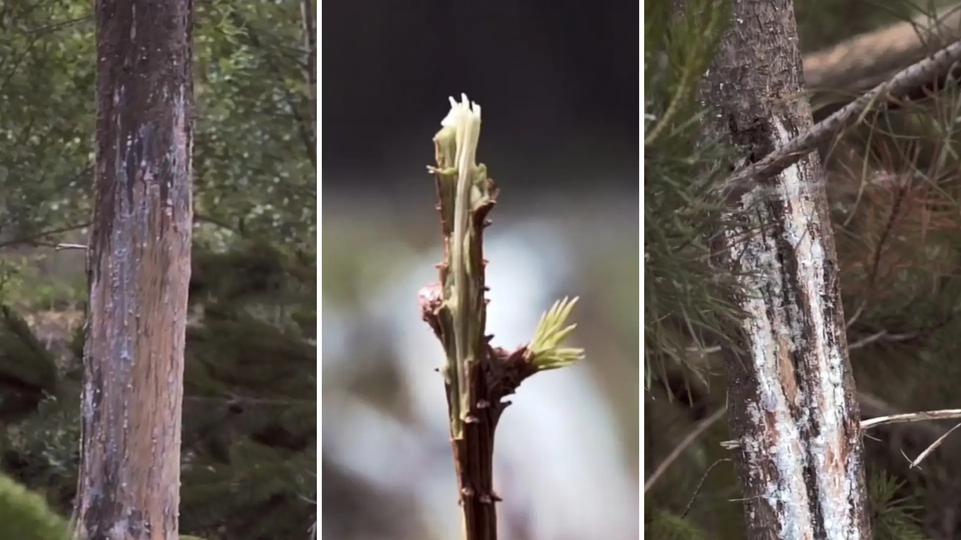 Three examples of deer damage. A tree trunk with the bark stripped, a broken sapling and another trunk with damaged bark.