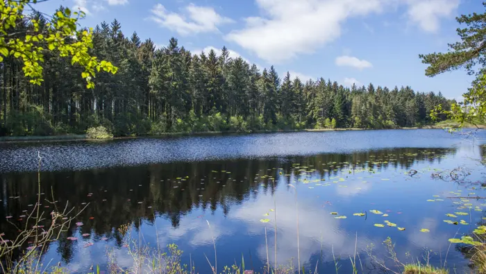Loch surrounded by trees.