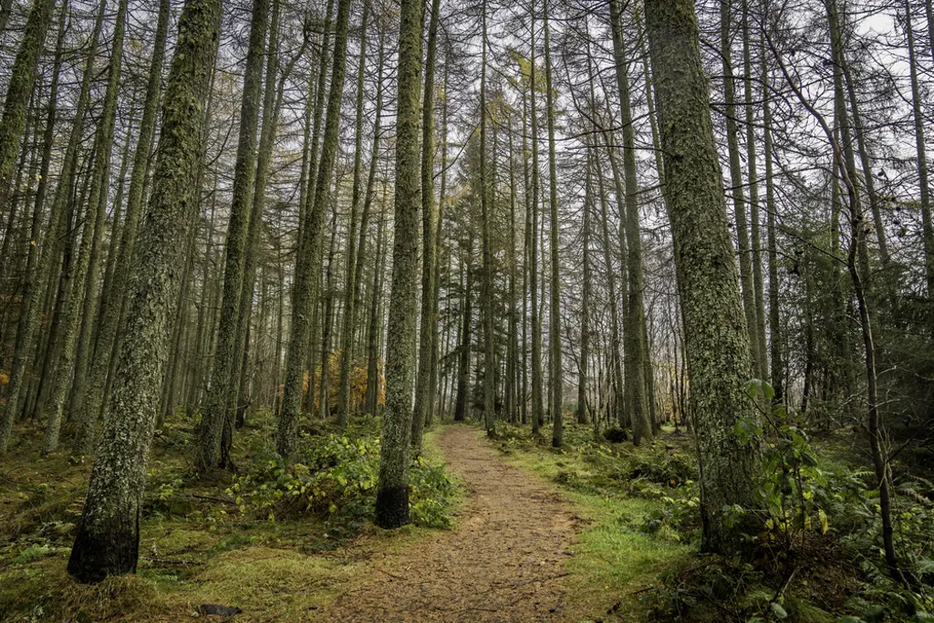 A path through a conifer forest.
