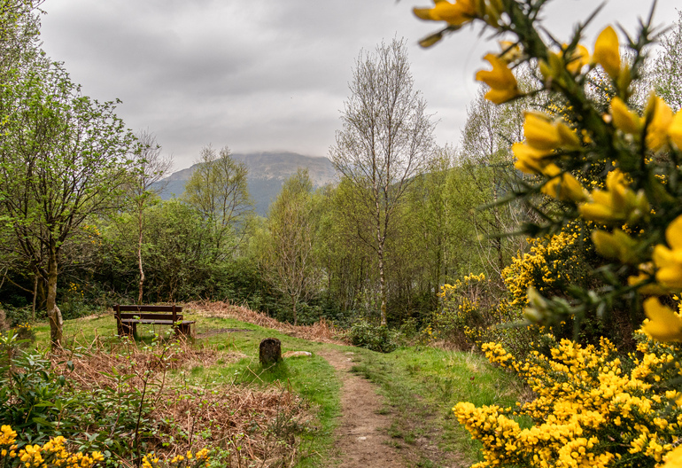 Yellow gorse and a path to a bench with a hill in the back