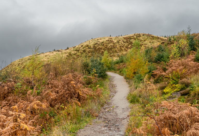 A walking path up a cleared hillside with orange ferns