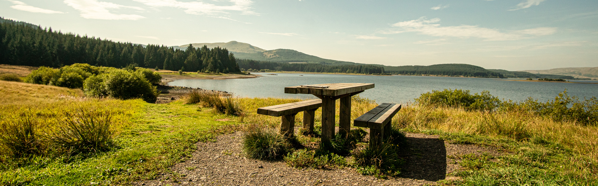 Drooping conifer branch