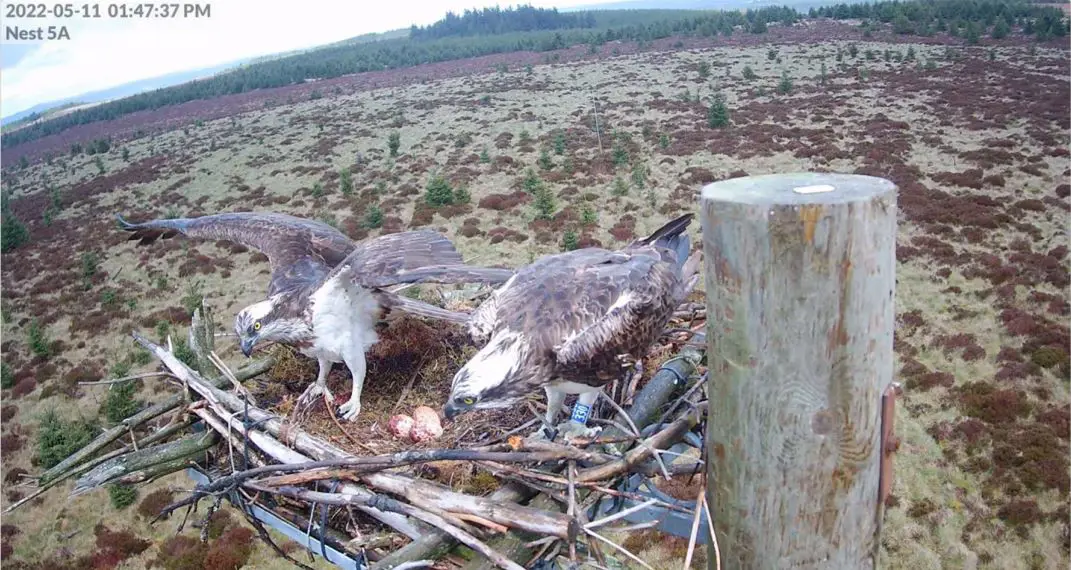 Osprey landing on occupied nest