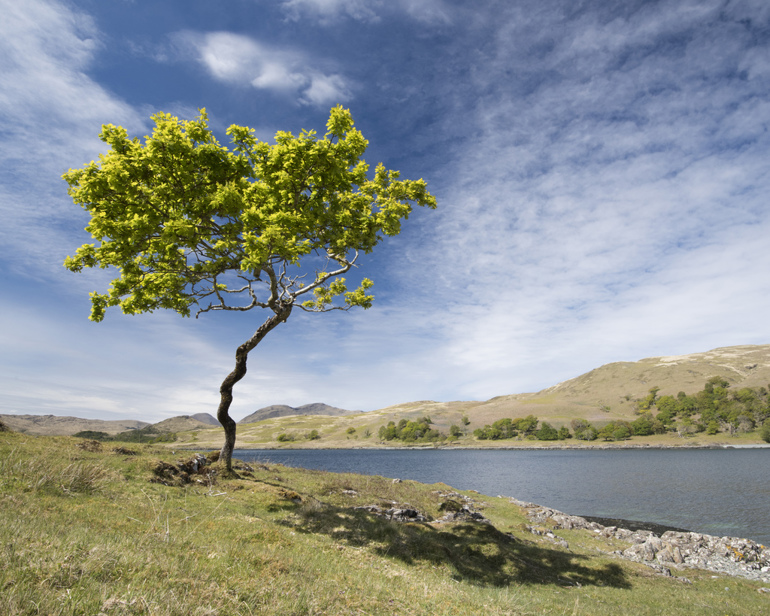 Lone oak tree in the foreground with loch in the background