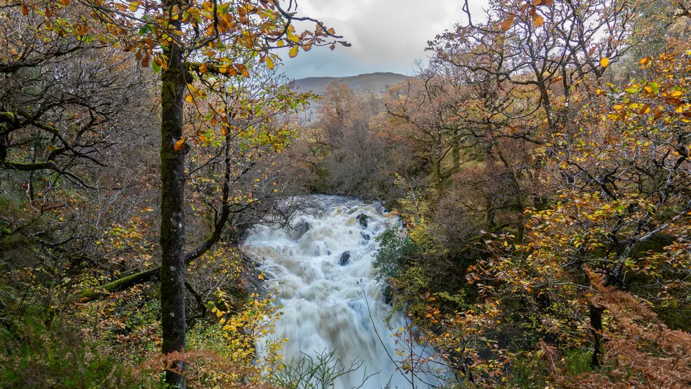 A waterfall in a forest