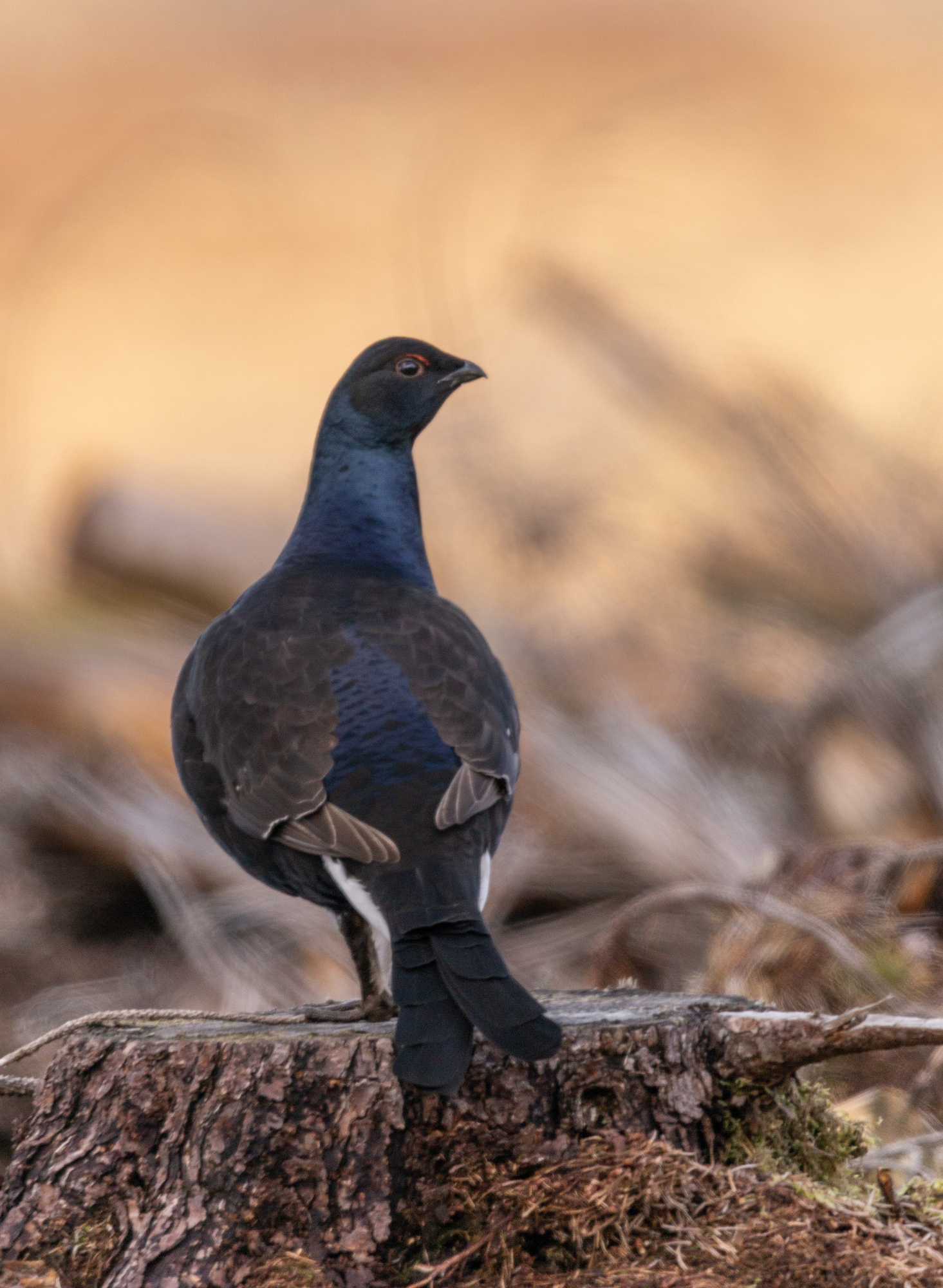 Female black grouse standing on a tree stump