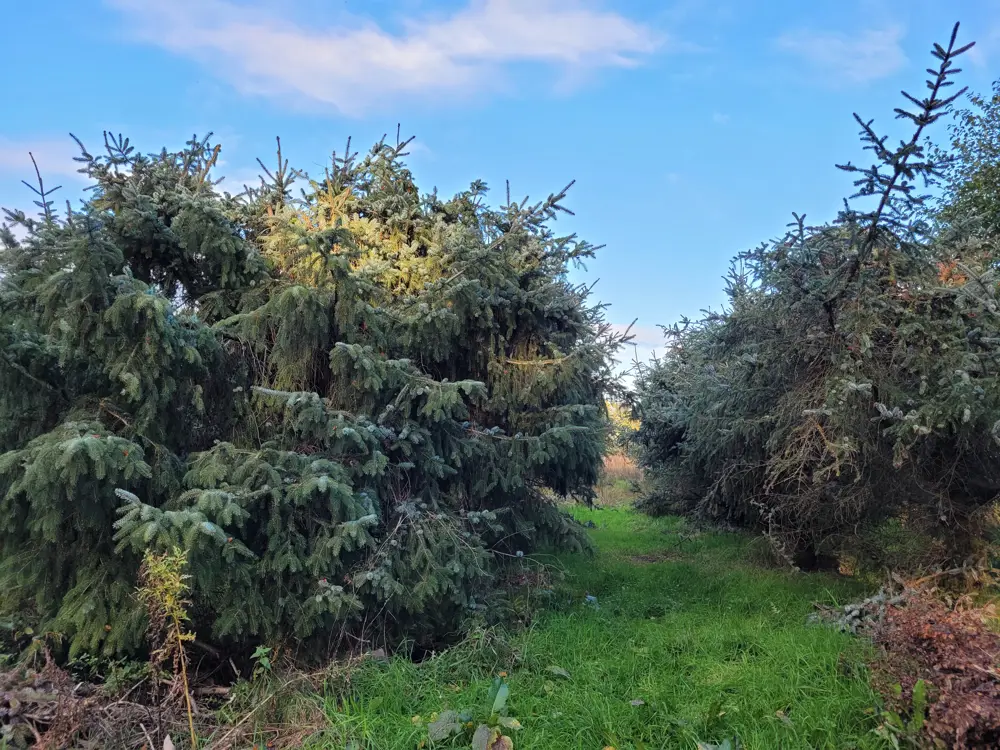 Squat conifer trees in a green field