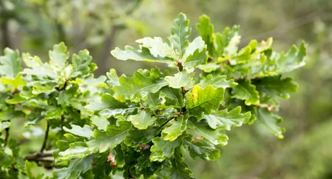 Drooping conifer branch