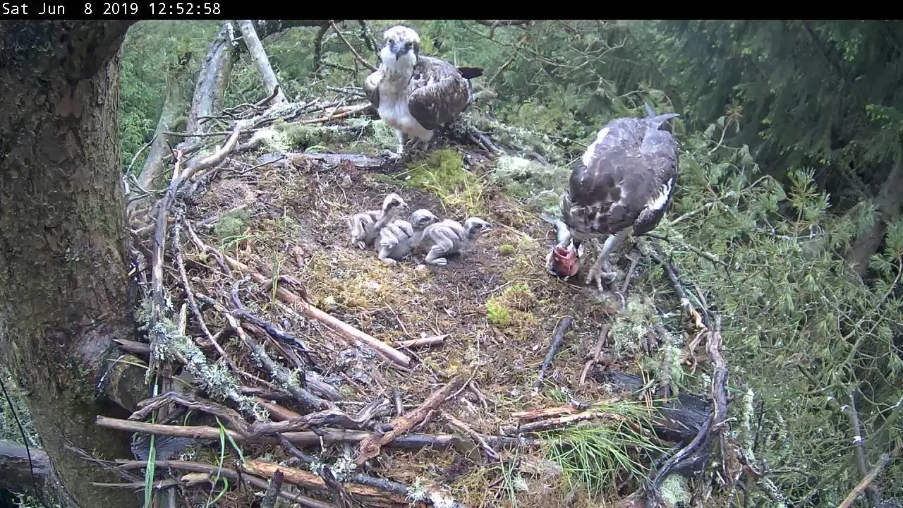 Osprey family feeding on a fish