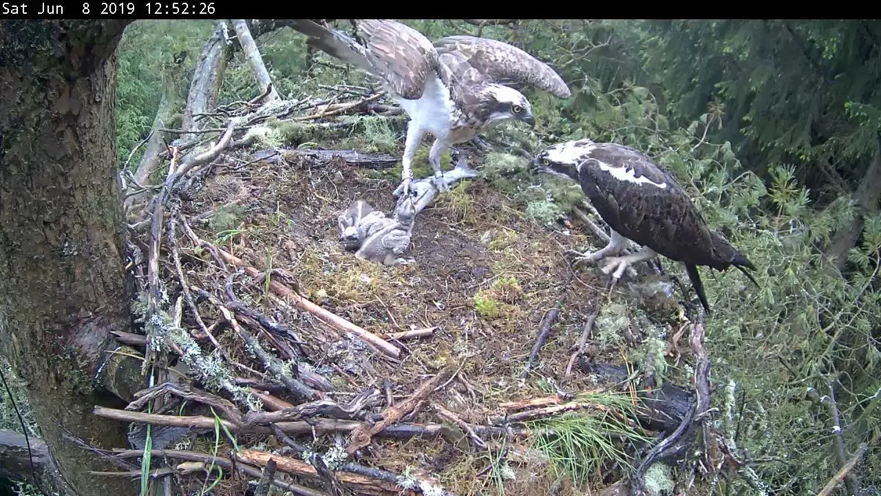 Osprey family in a nest