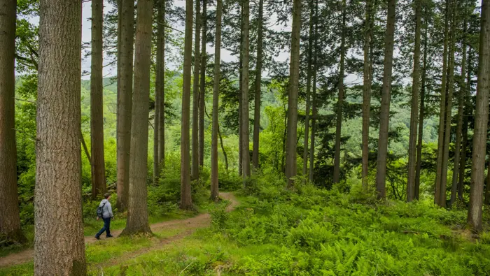 Person walking along a path amongst tall trees.