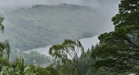 Drooping conifer branch