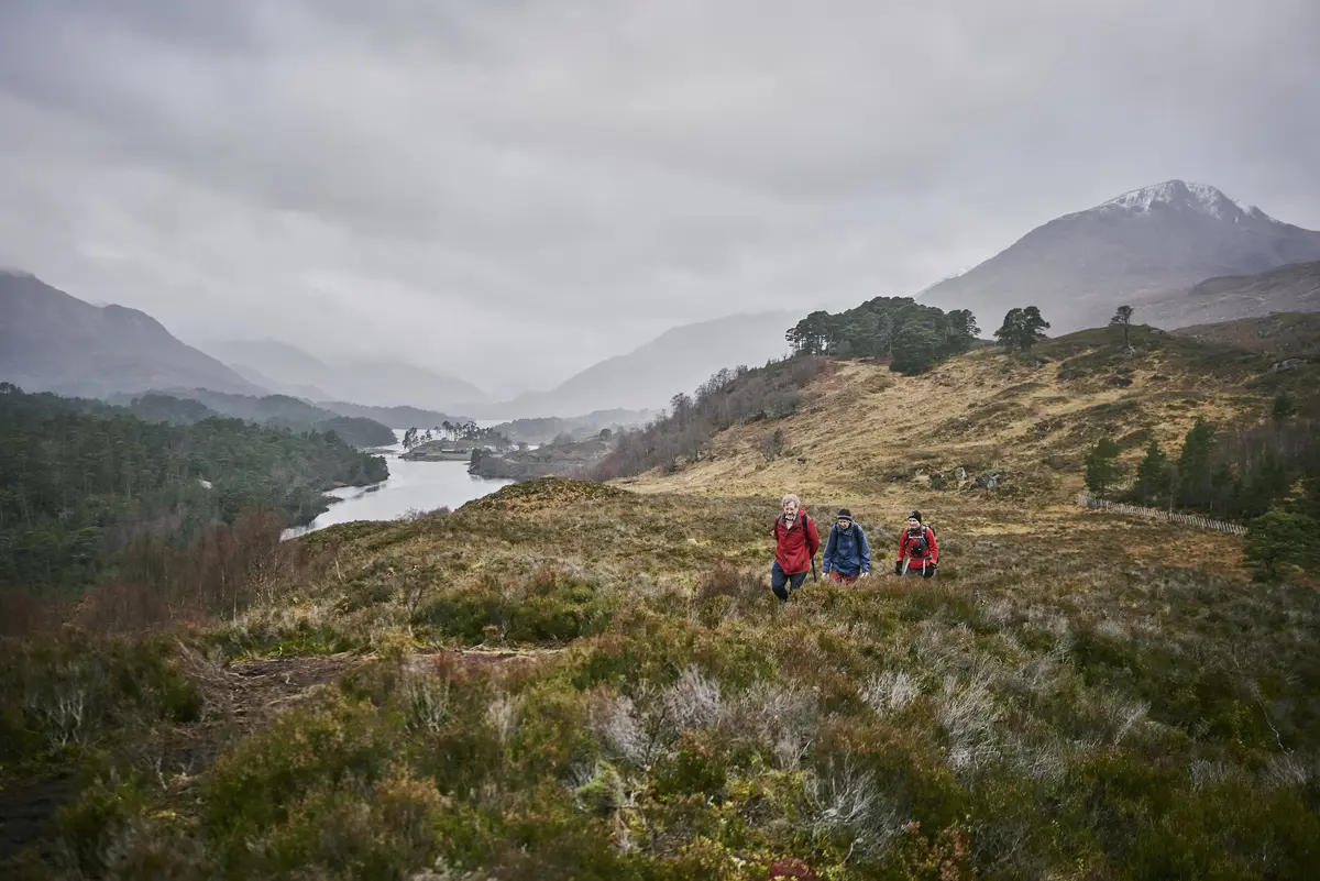 Three men walking through heather in a native woodland