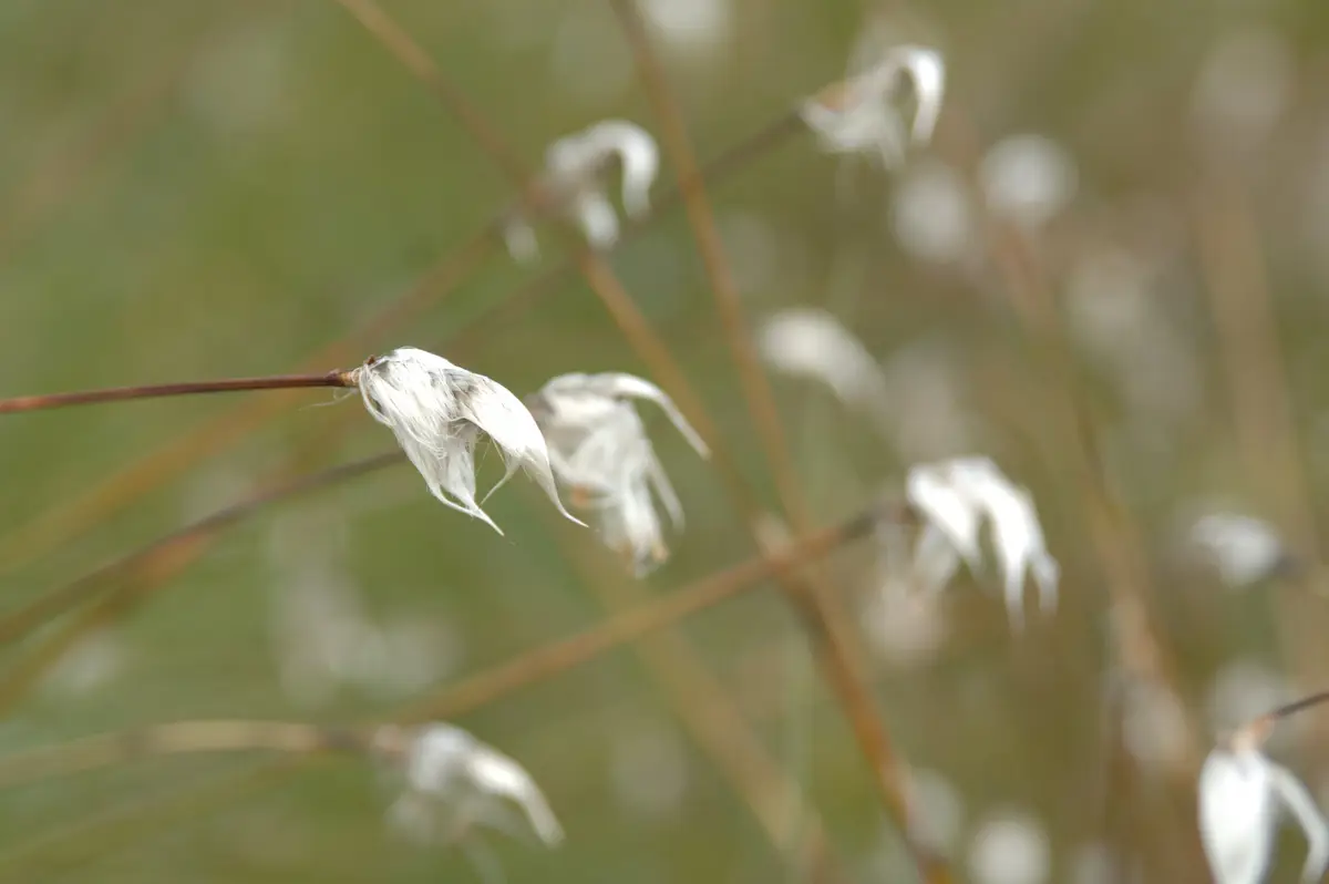 Bog cotton