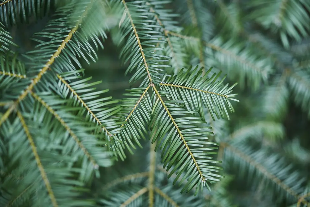 Image of tree needles a dinosaur may have eaten