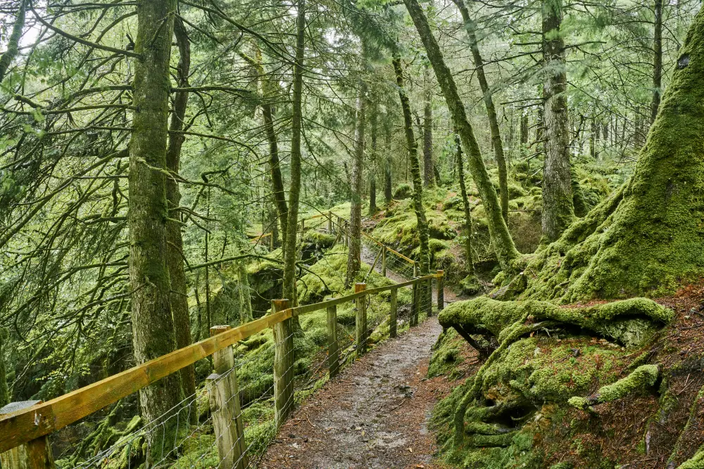 a walking trail with wooden rails in a dense forest 