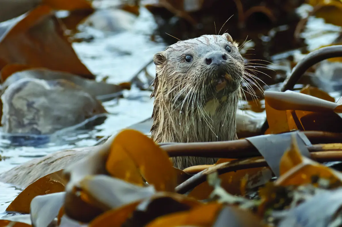 Otter amongst seaweed