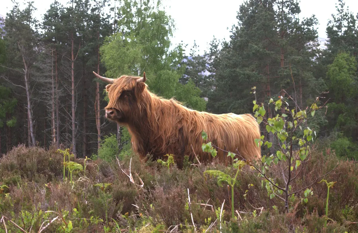 Cow standing in heather