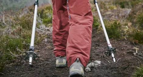 Drooping conifer branch