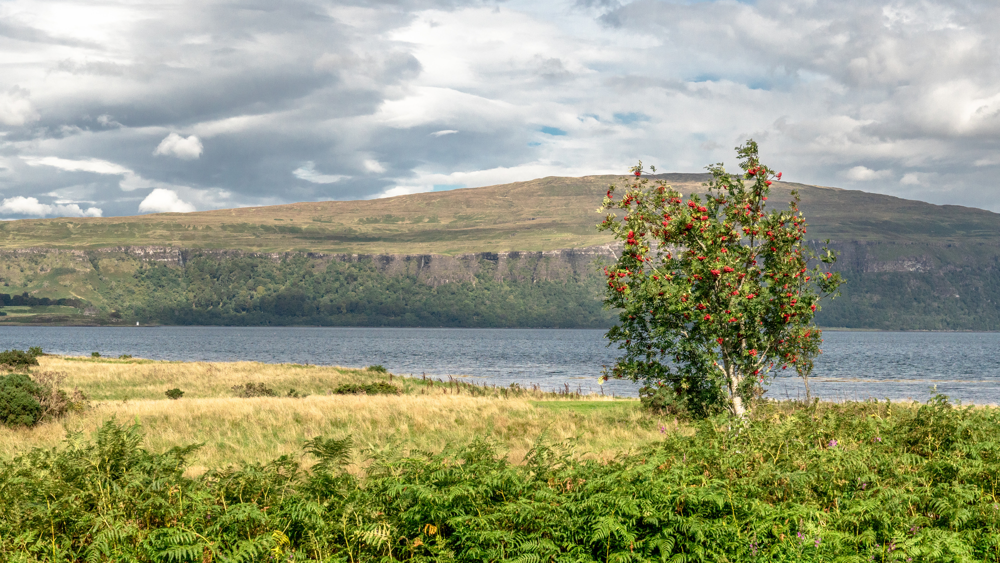 A rowan tree in a meadow with an island behind
