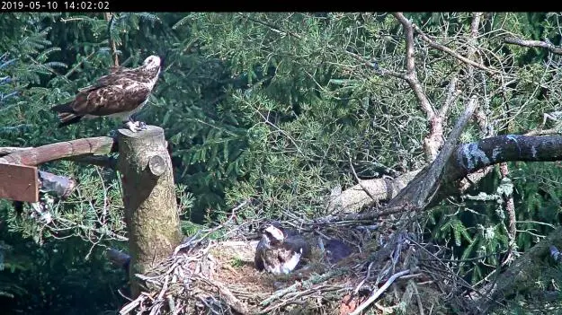 Osprey standing on tree above a nest