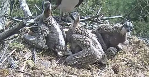 Three young osprey chicks