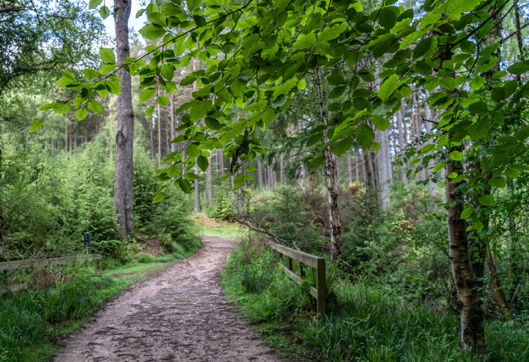 Winding off-road trail meandering between green trees and bushes.