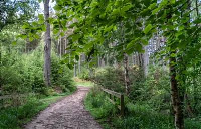 Winding off-road trail meandering between green trees and bushes.