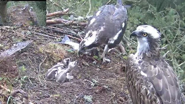 A family of osprey in a nest