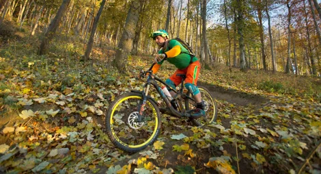 Drooping conifer branch