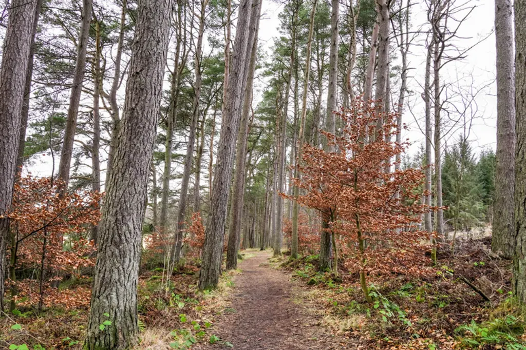 A path through a pine forest with small beach trees.