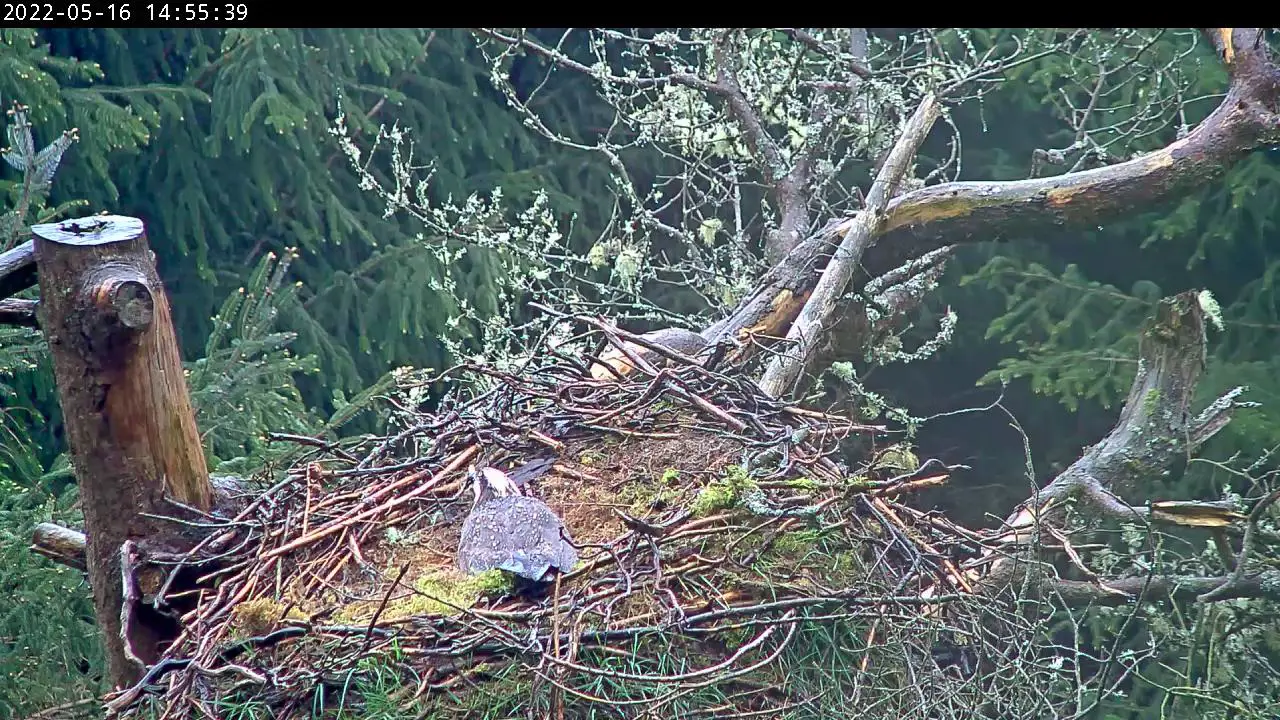 Osprey in the rain