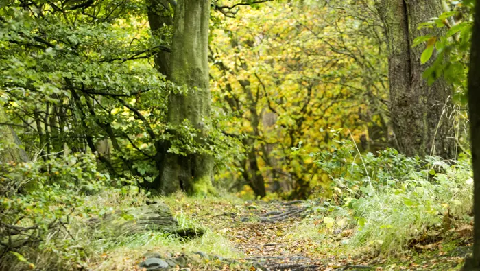  A leaf littered forest road through a mixed woodland with branches and rock on the forest floor